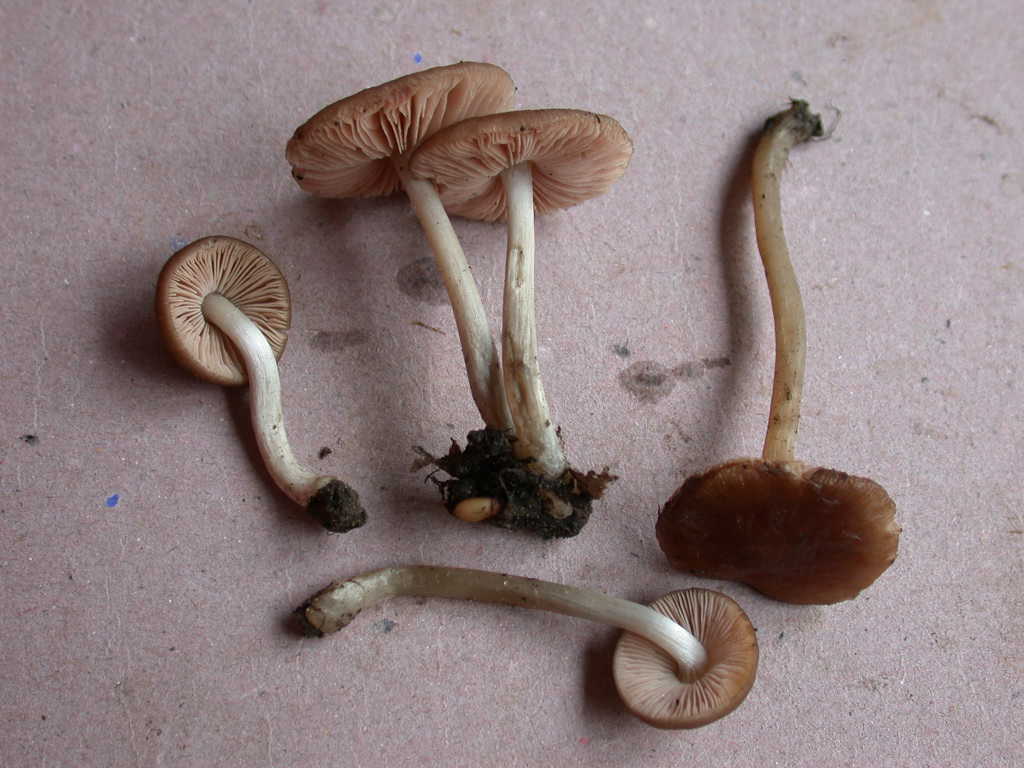 Oggi N�4... 12 Giugno 2010